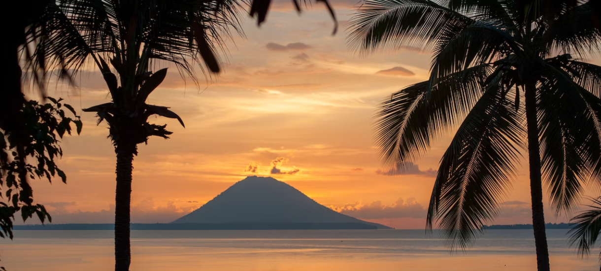 silhouette of palm tree near body of water during sunset