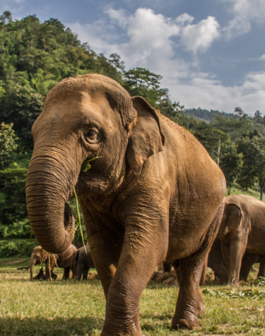 Heimat der Elefanten - Eine Elefantentour in Thailand